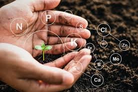 Fertilizer deficiency guidance